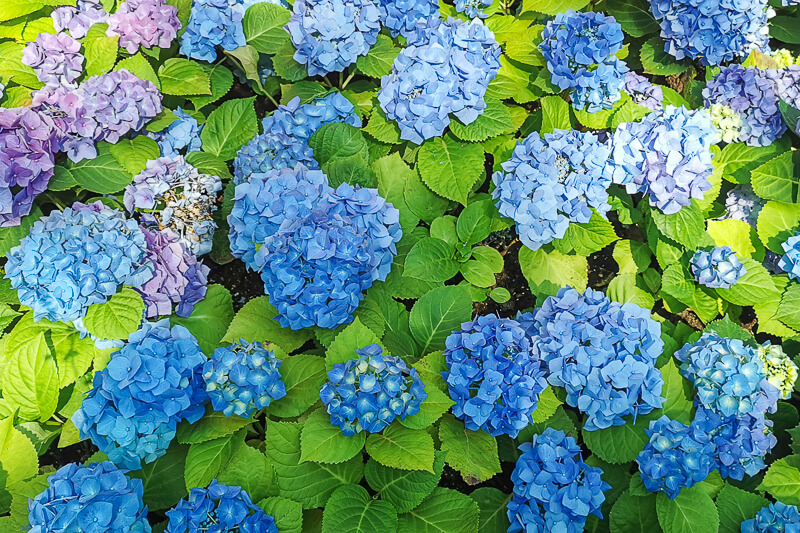 Gardens by the Bay - Flower Dome - Hydrangea 2022 - Poffertjes and Townhouses