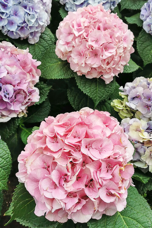 Gardens by the Bay - Flower Dome - Hydrangea 2022 - Windmills and Canals