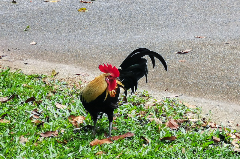 Bukit Batok Nature Park - Animal - Rooster