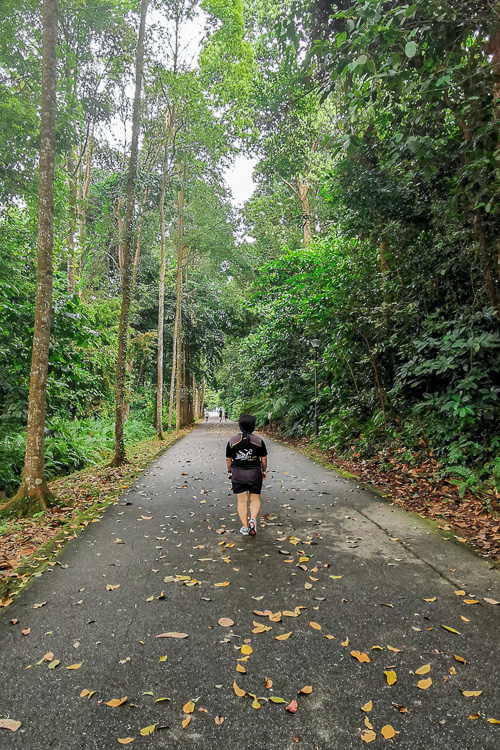 Bukit Batok Nature Park - Trail