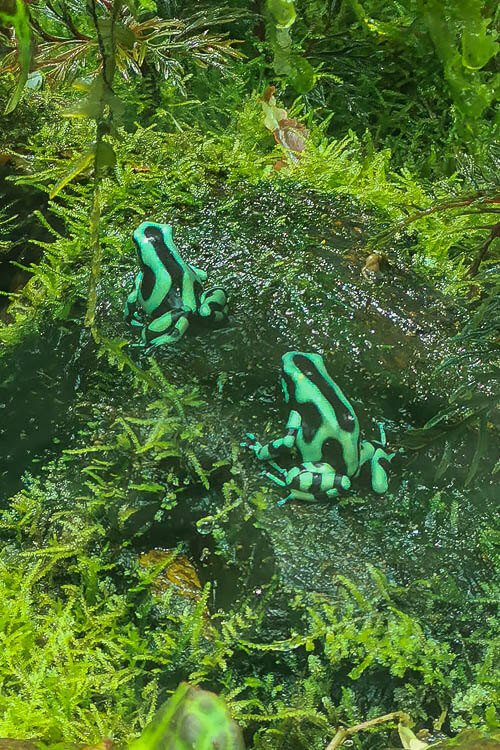 Floral Fantasy at Gardens by the Bay Review - Waltz (4) poison dart frogs