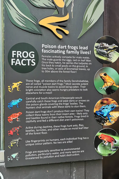 Floral Fantasy at Gardens by the Bay Review - Waltz (5) frog facts