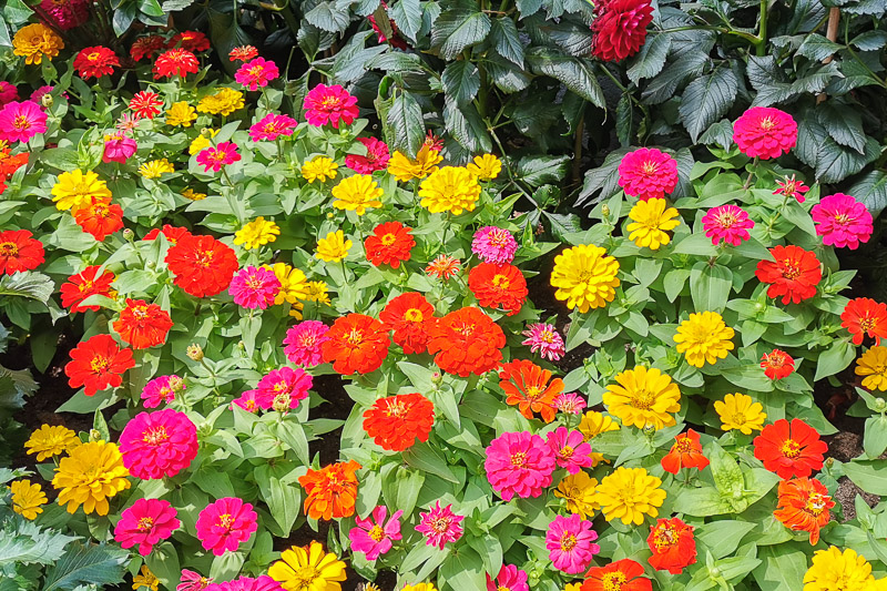 CNY 2023 Chinese New Year Dahlia Dreams at Flower Dome Gardens by the Bay Singapore