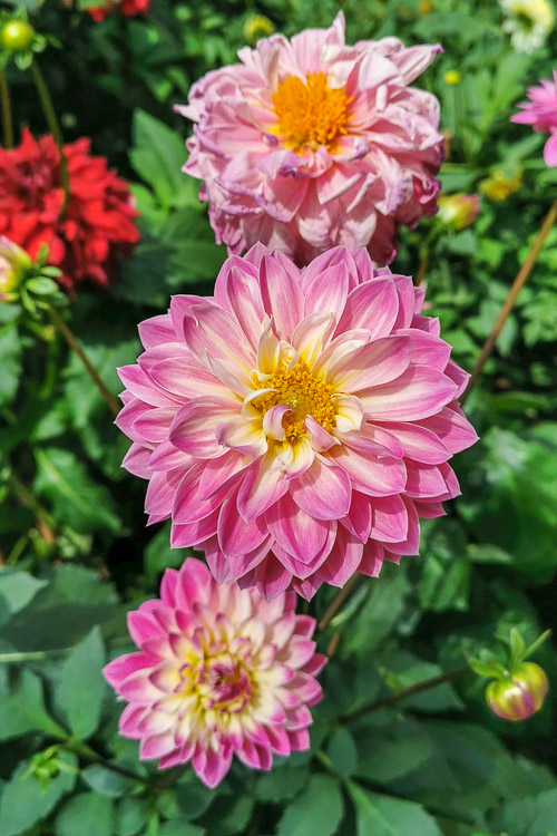 CNY 2023 Chinese New Year Dahlia Dreams at Flower Dome Gardens by the Bay Singapore