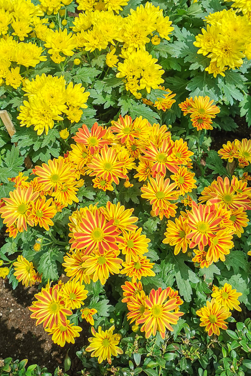 CNY 2023 Chinese New Year Dahlia Dreams at Flower Dome Gardens by the Bay Singapore