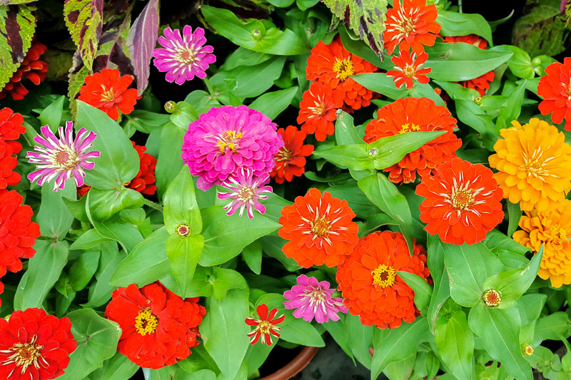 CNY 2023 Chinese New Year Dahlia Dreams at Flower Dome Gardens by the Bay Singapore