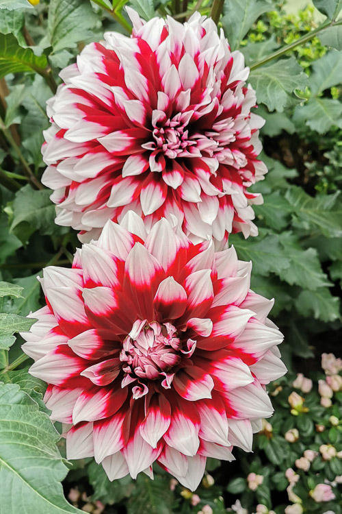 CNY 2023 Chinese New Year Dahlia Dreams at Flower Dome Gardens by the Bay Singapore