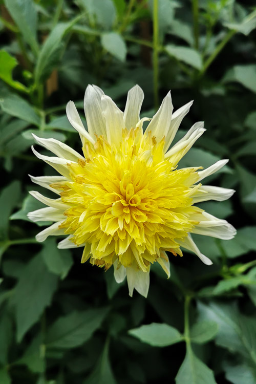 CNY 2023 Chinese New Year Dahlia Dreams at Flower Dome Gardens by the Bay Singapore