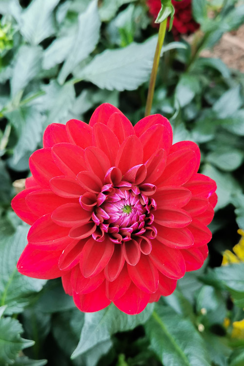 CNY 2023 Chinese New Year Dahlia Dreams at Flower Dome Gardens by the Bay Singapore