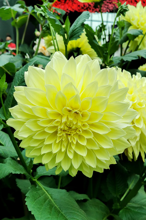 CNY 2023 Chinese New Year Dahlia Dreams at Flower Dome Gardens by the Bay Singapore