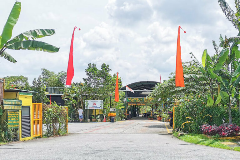 Bollywood Farms - Unique Veggie Farm at Kranji Countryside (Free Admission)