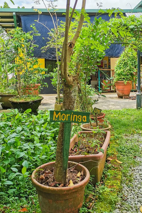 Bollywood Farms Kranji Singapore -  Moringa