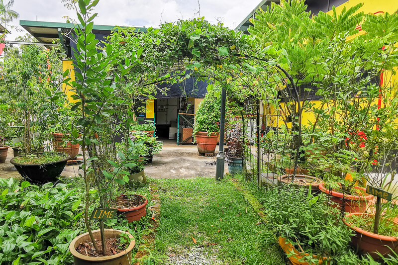 Bollywood Farms Kranji Singapore - Faith Garden
