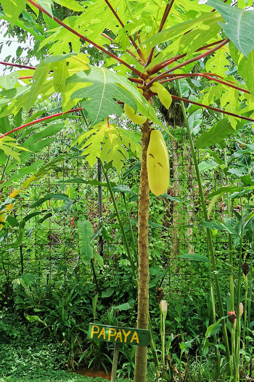 Bollywood Farms Kranji Singapore - Papaya