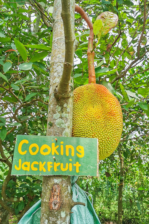 Bollywood Farms Kranji Singapore - Walking Tour - Cooking Jackfruit