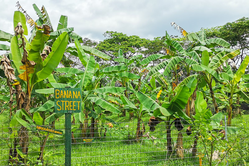 Bollywood Farms Kranji Singapore - Walking Tour - Banana Street