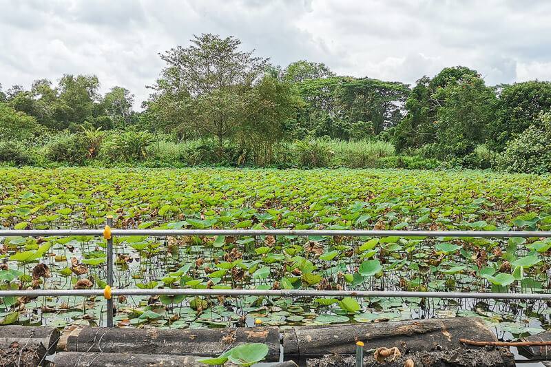 Bollywood Farms Kranji Singapore - Walking Tour - Lotus Pond