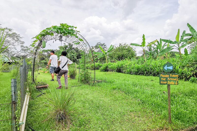 Bollywood Farms Kranji Singapore - Self Guided Walking Tour