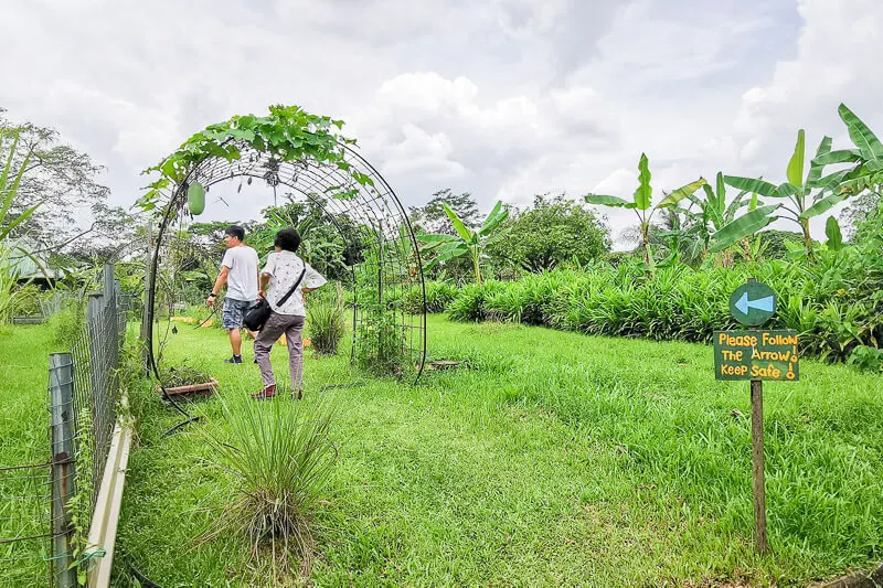 Bollywood Farms Kranji Singapore - Self Guided Walking Tour