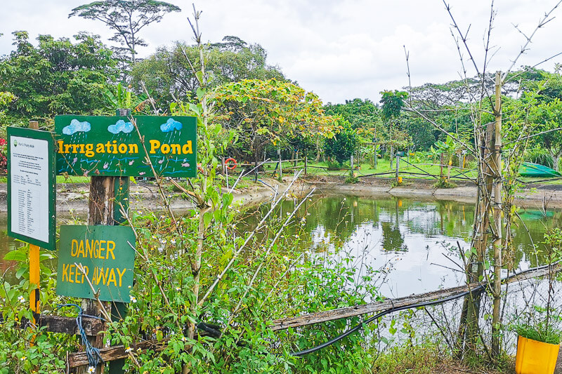 Bollywood Farms Kranji Singapore - Walking Tour - Irrigation Pond