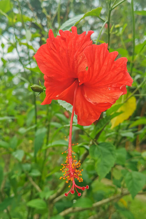 Bollywood Farms Kranji Singapore - Walking Tour - Hibiscus Plant