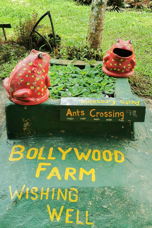 Bollywood Farms Kranji Singapore - Walking Tour