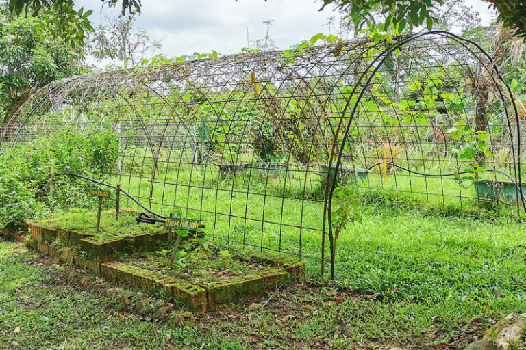 Bollywood Farms - Unique Veggie Farm at Kranji Countryside (Free Admission)