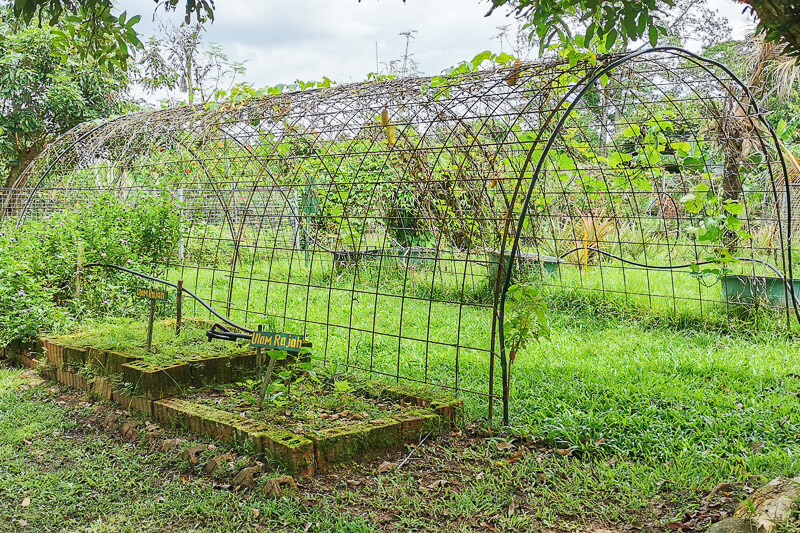 Bollywood Farms Kranji Singapore - Self Guided Walking Tour