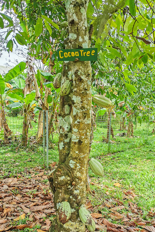 Bollywood Farms Kranji Singapore - Walking Tour - Cocoa Tree