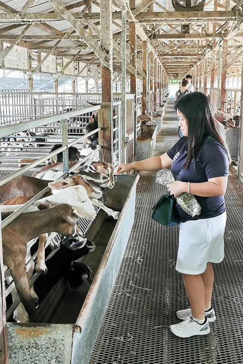 Hay Dairies Goat Farm - Feed Goat