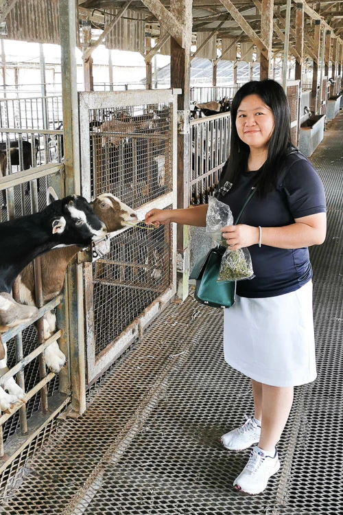 Hay Dairies Goat Farm - Feed Goat