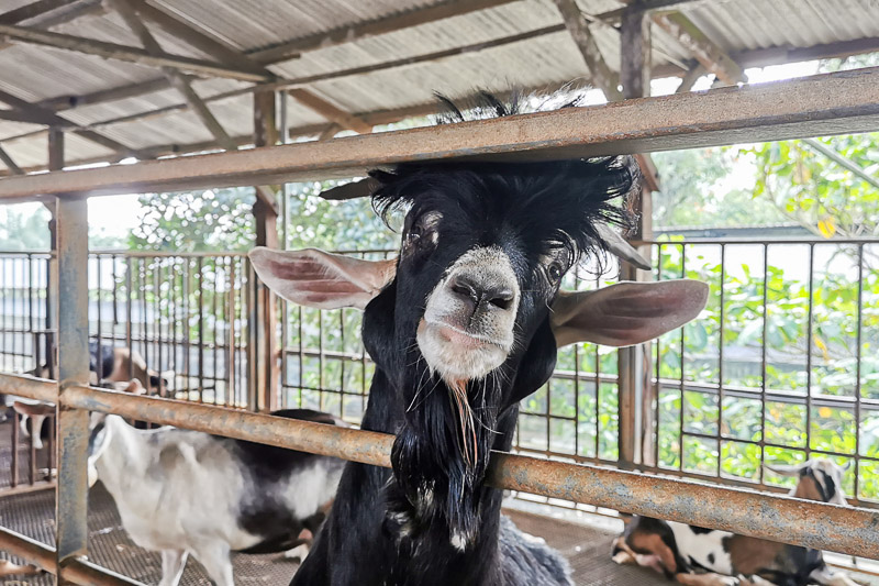 Hay Dairies Goat Farm - See Goat