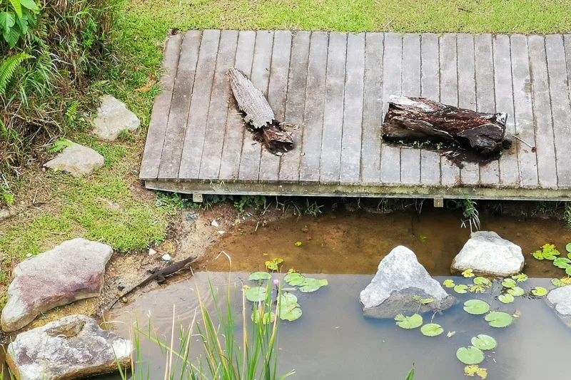 Kranji Marshes Singapore - Monitor Lizard