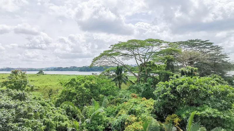 Kranji Marshes Singapore - Raptor Tower