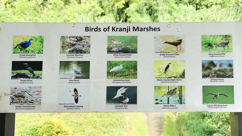 Kranji Marshes Singapore - Raptor Tower