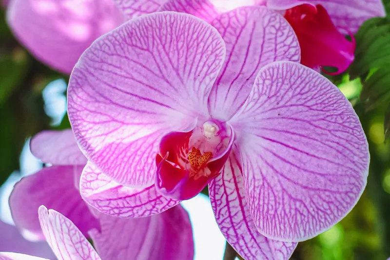 orchid extravaganza