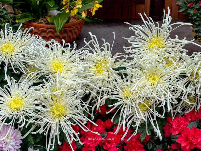 CNY 2025 - Chinese New Year Gardens by the Bay - Spring Blossoms at Flower Dome