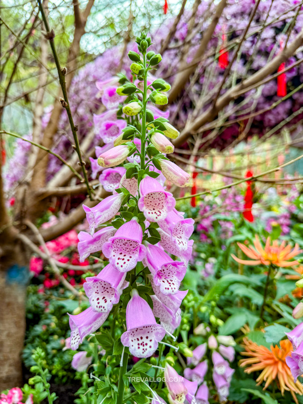 CNY 2025 - Chinese New Year Gardens by the Bay - Spring Blossoms at Flower Dome