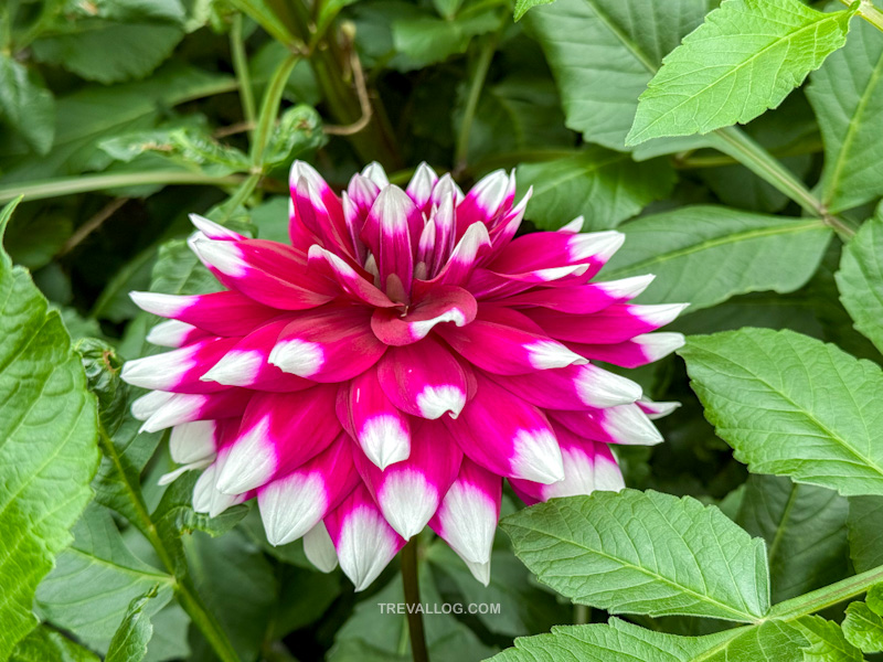 CNY 2025 - Chinese New Year Gardens by the Bay - Spring Blossoms at Flower Dome