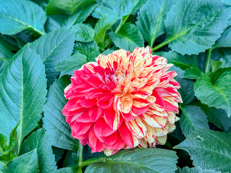 CNY 2025 - Chinese New Year Gardens by the Bay - Spring Blossoms at Flower Dome