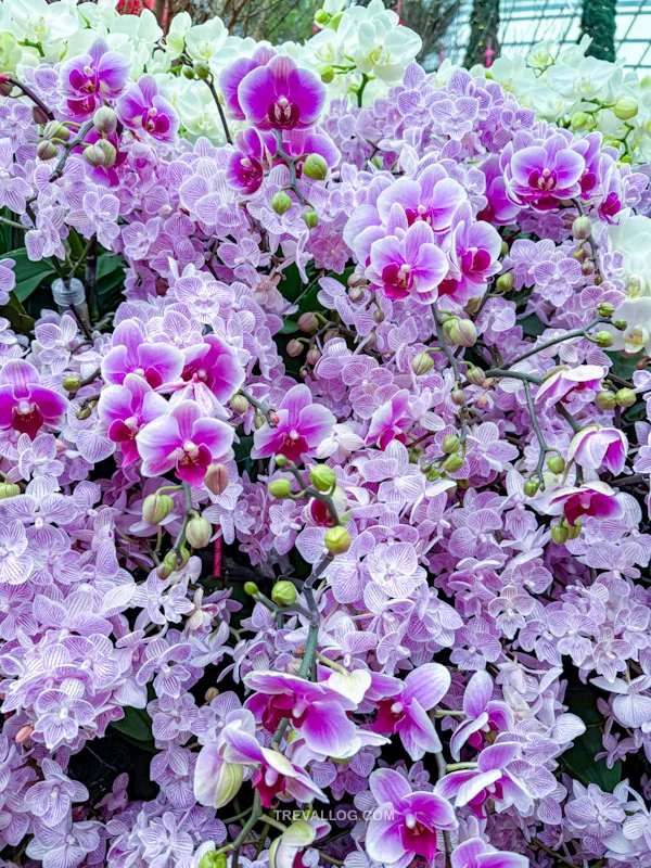 CNY 2025 - Chinese New Year Gardens by the Bay - Spring Blossoms at Flower Dome