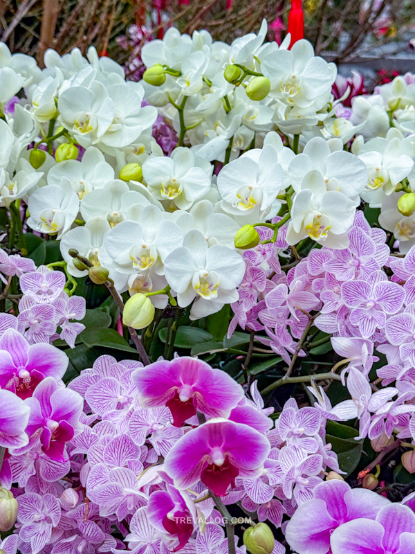 CNY 2025 - Chinese New Year Gardens by the Bay - Spring Blossoms at Flower Dome