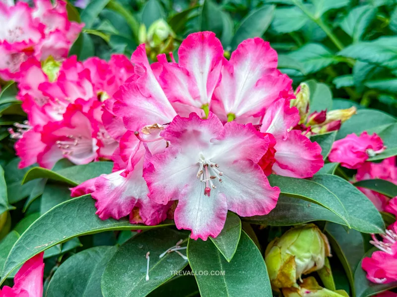 CNY 2025 - Chinese New Year Gardens by the Bay - Spring Blossoms at Flower Dome